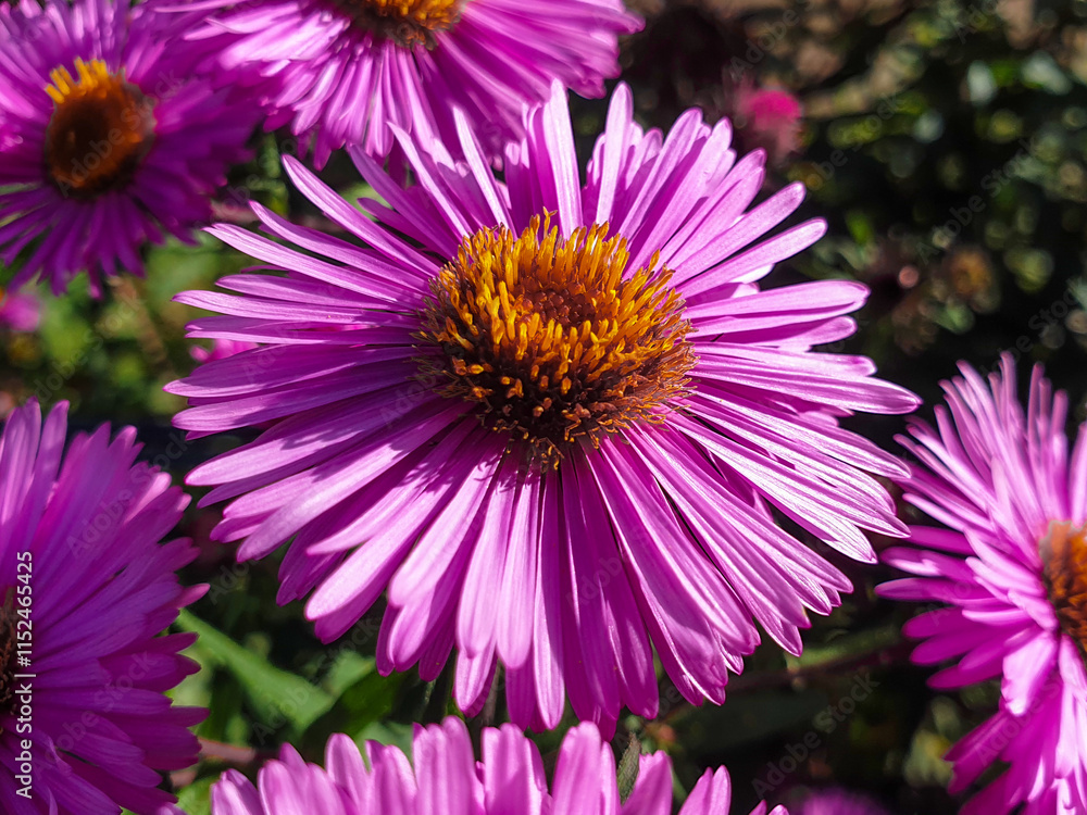 New England aster also hairy Michaelmas-daisy also Michaelmas daisy (in german Raublatt-Aster also Neuengland-Aster) ymphyotrichum novae-angliae