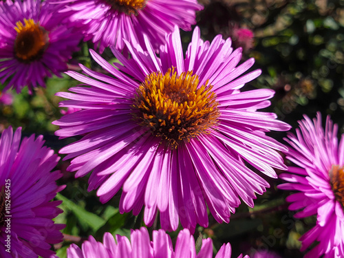 Obraz na płótnie New England aster also hairy Michaelmas-daisy also Michaelmas daisy (in german Raublatt-Aster also Neuengland-Aster) ymphyotrichum novae-angliae w salonie