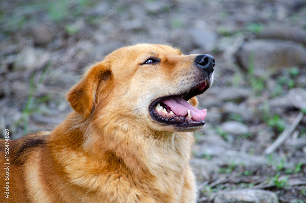 A Loyal Golden Retriever Enjoying a Quiet Moment in Nature. A Loyal Golden Retriever Enjoying a Quiet Moment in Nature.