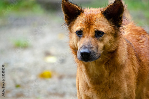 A Thoughtful and Alert Golden Dog Standing Outdoors in the Rain. photo