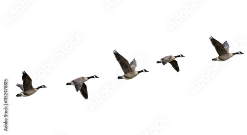 geese flying isolated on transparent background, wild birds, avian, soaring, wingspan, birds flying, nature scene, flight pattern, birds over sky