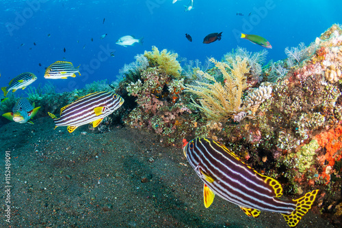 School of Yellow-Banded Sweetlips (Plectorhinchus lineatus) on a warm, clear tropical coral reef in Bali, Indonesia. photo