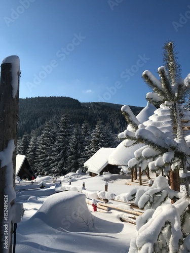 snow covered trees