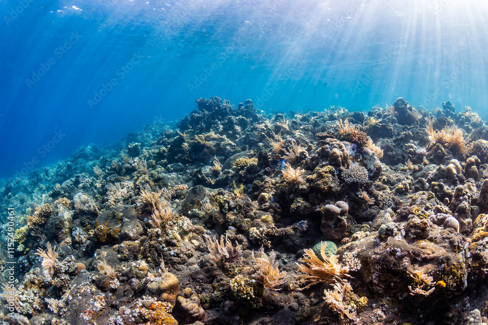 Fototapeta premium Sponges and tropical fish on a shallow water coral reef in Asia