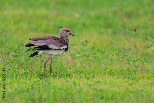 quero-quero (Vanellus chilensis)