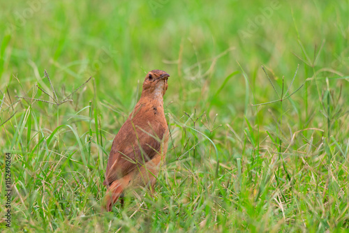 joão-de-barro (Furnarius rufus)