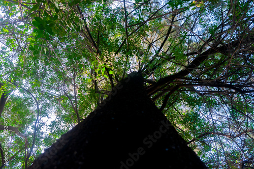 forest captured with an ant view, tall trees illuminated with rays of the sun at sunset, natural space source of oxygen.