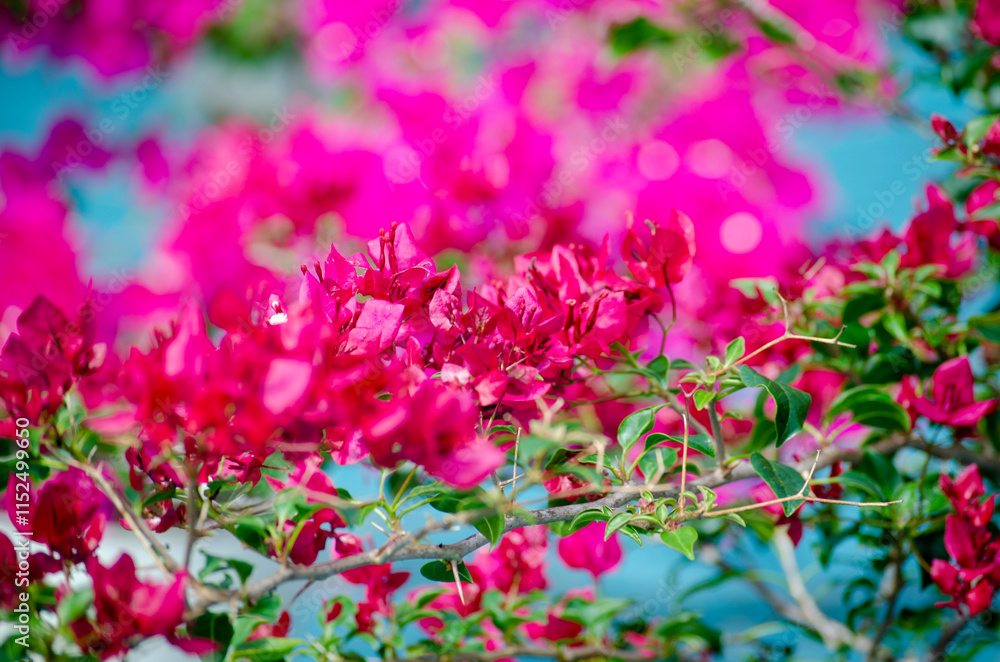 Fototapeta premium The Everlasting Splendor of Red Bougainvillea in Full Bloom and Glory.