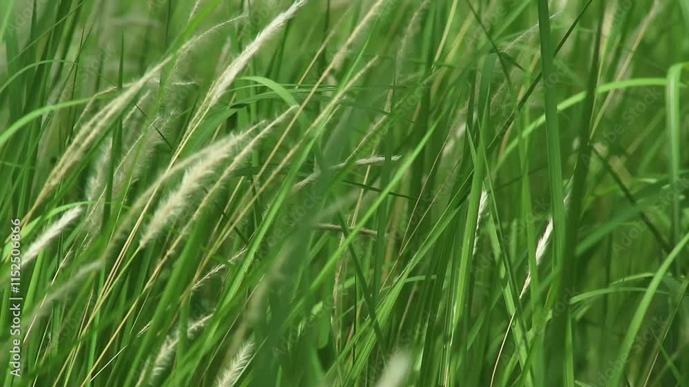 Close up shot of blurry green grass plants Close up shot of blurry green grass plants