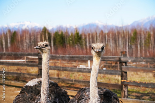 Two ostriches standing in a field with mountains and trees in the background during daytime photo