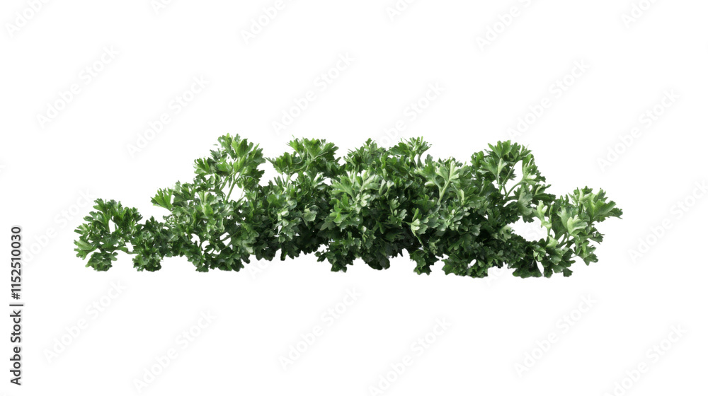 Parsley, transparent background Parsley, transparent background