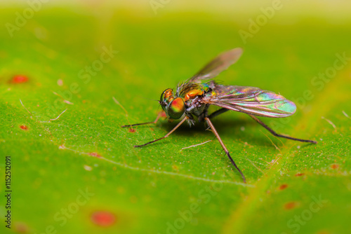 Moscas-de-Pernas-Longas família Dolichopodidae