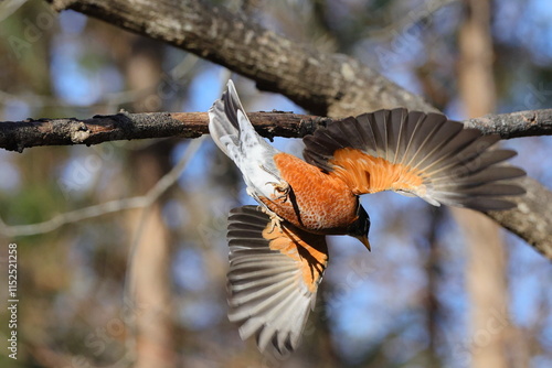Robin underside bird in flight