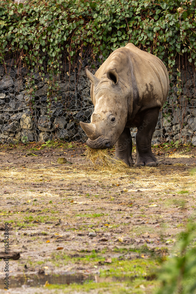 Fototapeta premium Southern White Rhino (Ceratotherium simum) - Found in Grasslands and Savannahs of Southern Africa