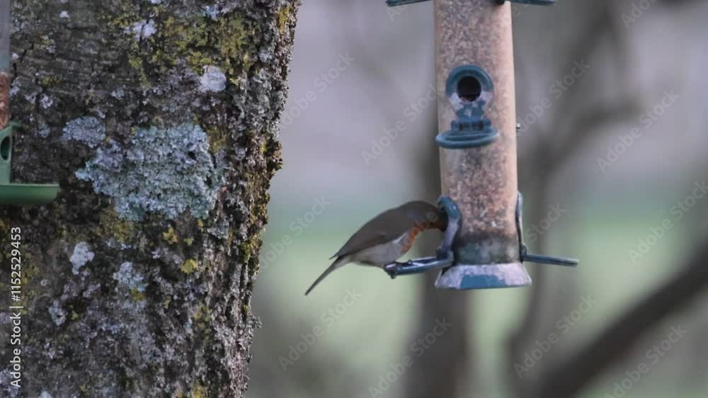 Robin at a bird feeder. Iconic British bird. Robin at a bird feeder. Iconic British bird.