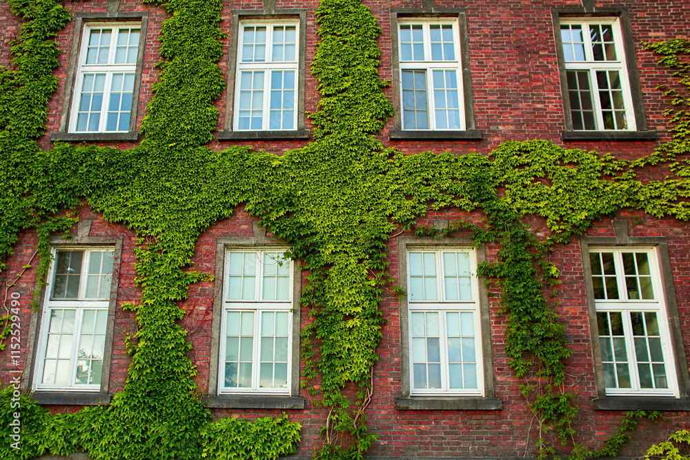 Obraz premium A building made of old red brick with lush green ivy climbing over it on the old Zamek Krolewski na Wawelu castle in the center of Krakow.