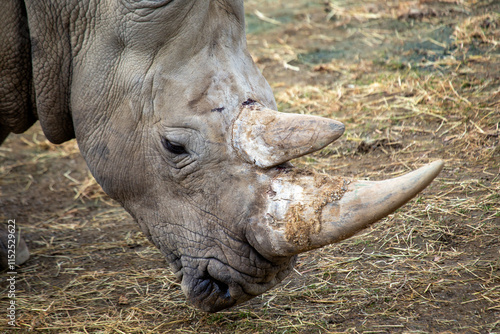 Southern White Rhino (Ceratotherium simum) - Found in Grasslands and Savannahs of Southern Africa photo