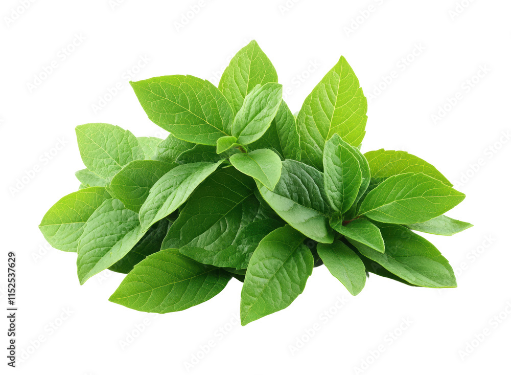 Fresh green mint leaves in a bundle, aromatic herb, culinary ingredient, natural, healthy, fresh flavor, cooking, organic gardening, isolated on transparent background Fresh green mint leaves in a bundle, aromatic herb, culinary ingredient, natural, healthy, fresh flavor, cooking, organic gardening, isolated on transparent background