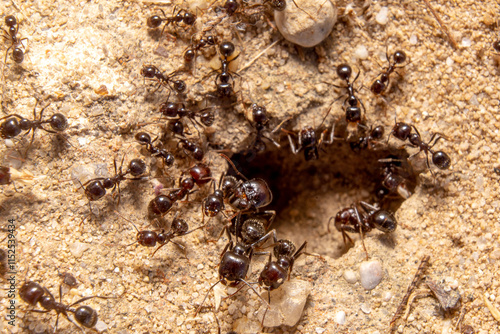 Hole in the sand of an anthill with several ants