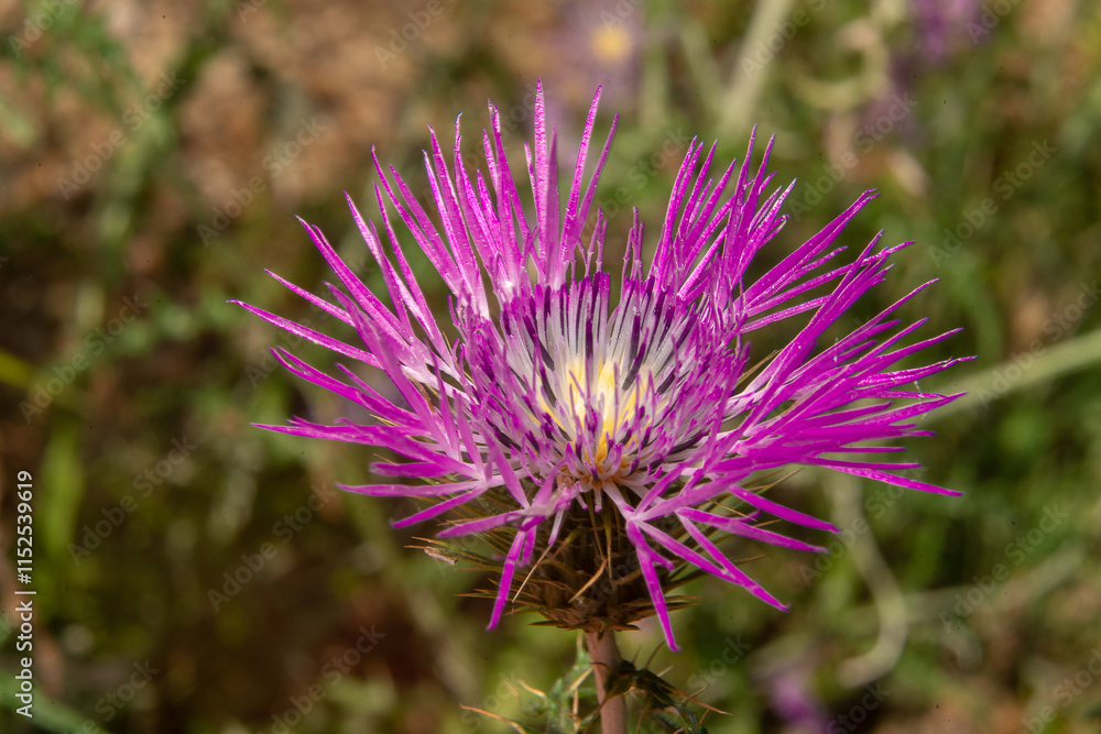 Purple thistle flower seen from above with blurred background Purple thistle flower seen from above with blurred background