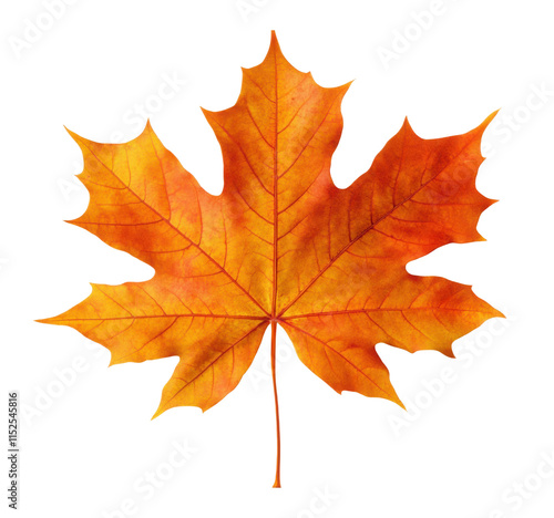 Wallpaper Mural Large orange maple leaf with vivid autumn texture and natural details, bright seasonal foliage for fall design themes isolated on transparent background Torontodigital.ca