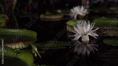 Exotic night blooming giant amazon waterlily. Closeup view of Victoria cruziana, also called Irupe, giant green floating leaves and night blooming flowers of white petals, growing in the pond	
