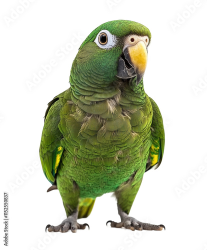 Vibrant green parrot with red beak, detailed feathers, and curious gaze, tropical exotic bird perched for wildlife lovers isolated on transparent background photo