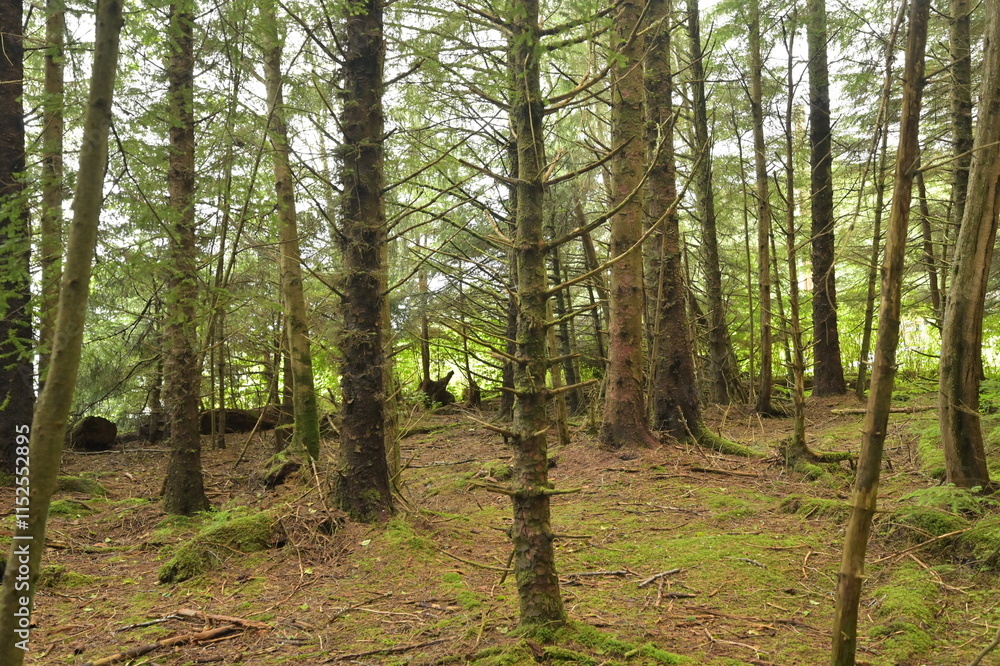 Naklejka premium Alaska Scenery and cruise trip