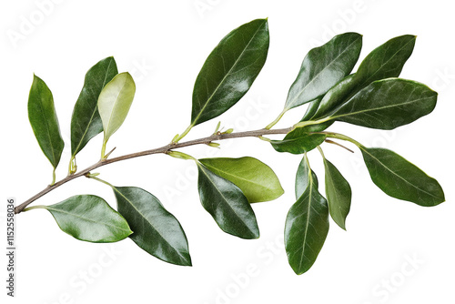 a sprig of green leaves with a thin brown stem the leaves are oval-shaped with pointed tips the background is white photo