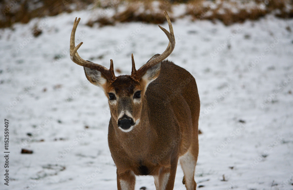 Michigan 8 Point Buck. 12-23-2024