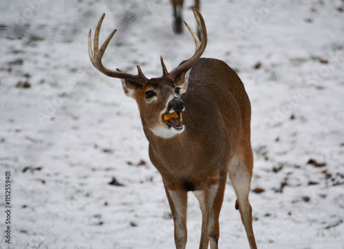 Obraz na płótnie Michigan 8 Point Buck. 12-23-2024 w salonie
