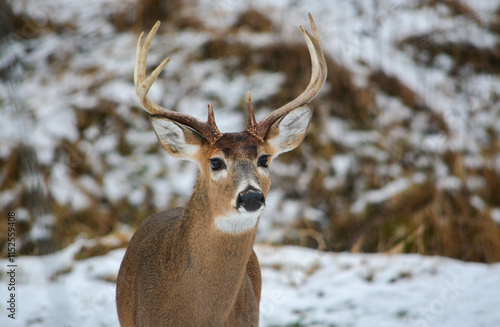 Obraz na płótnie Michigan 8 Point Buck. 12-23-2024 w salonie