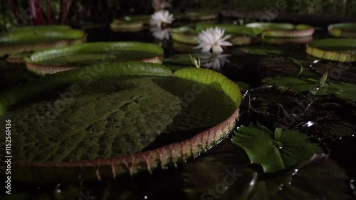 Exotic night blooming giant amazon waterlily. Closeup view of Victoria cruziana, also called Irupe, giant green floating leaves and night blooming flower of white petals, growing in the pond