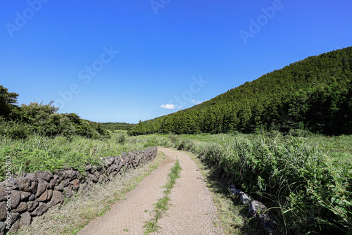 나무 사이로 지나가는 숲 길 제주 제주시 조천읍 선흘리 거문오름