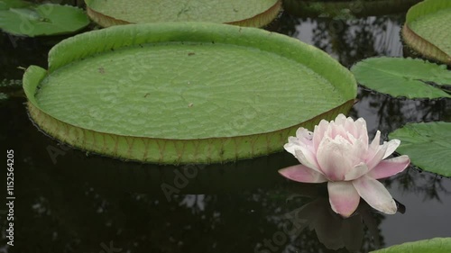 Exotic aquatic plants and landscaping. Closeup view of a giant amazon waterlily, Victoria cruziana, with large green floating leaves and a pink blooming flower in the pond in the garden photo