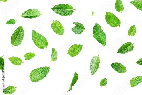 a scattered arrangement of fresh green mint leaves on a transparent background the leaves are in various sizes and angles. creating a simple yet elegant pattern