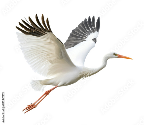 White stork with wings spread wide in mid-flight, elegant bird in motion symbolizing nature, freedom, and wildlife concept isolated on transparent background