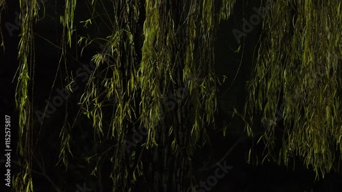 Tokyo,Japan - December 24,  2024: Willow or osier or sallow in the night 