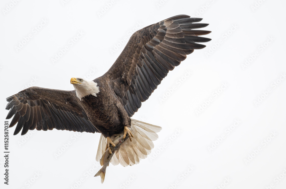 Bald eagle in flight carrying a fish in its talons. Bald eagle in flight carrying a fish in its talons.