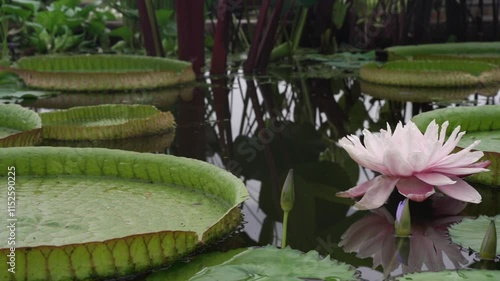 Exotic aquatic plants and landscaping. Closeup view of a giant amazon waterlily, Victoria cruziana, with large green floating leaves and a pink blooming flower in the pond in the garden	

