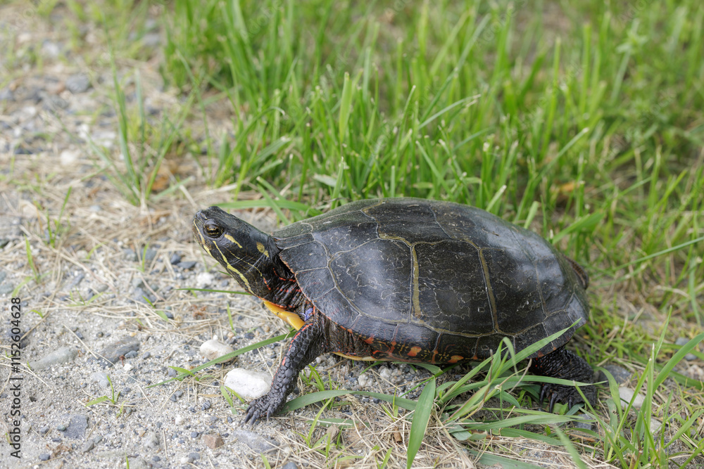 Obraz premium Painted Turtle, Chrysemys picta, in road edge, looking for nesting spot.