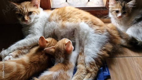 nursing cat mother breastfeeding two kittens