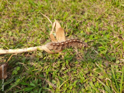 Orgyia leucostigma. Its other name white-marked tussock moth and caterpillar. This is a moth in the family Erebidae. Larva of Orgyia leucostigma.
 photo