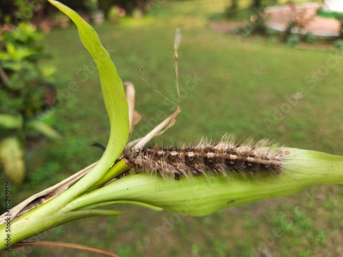 Orgyia leucostigma. Its other name white-marked tussock moth and caterpillar. This is a moth in the family Erebidae. Larva of Orgyia leucostigma.
 photo