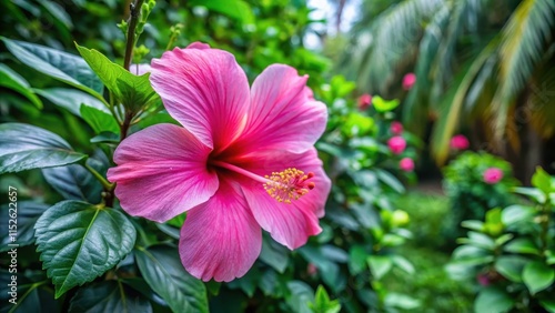 Vibrant pink hibiscus flower blooming in a lush tropical garden, surrounded by greenery and exotic flowers, tropical garden, exotic flowers