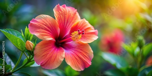 Hibiscus Flower Close-Up Detail, blooming flower, petals,  blooming flower, petals, close-up