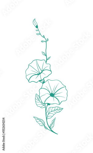 Delicate line drawing of a morning glory flower in a minimalist style