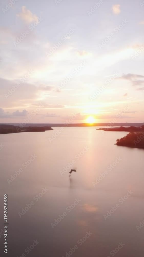 Aerial view of a bird flying over a lake at golden hour and plunge-diving for prey Aerial view of a bird flying over a lake at golden hour and plunge-diving for prey