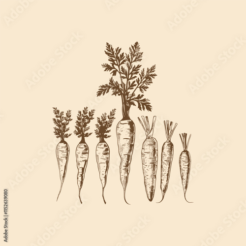 Carrot engraving vector template design