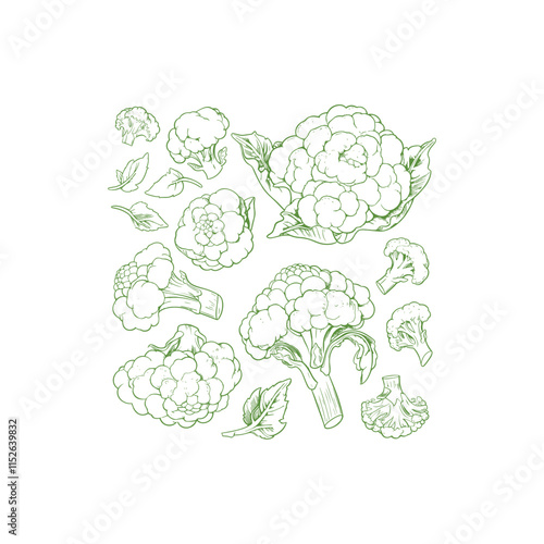 Set of cauliflower engraving design vector template